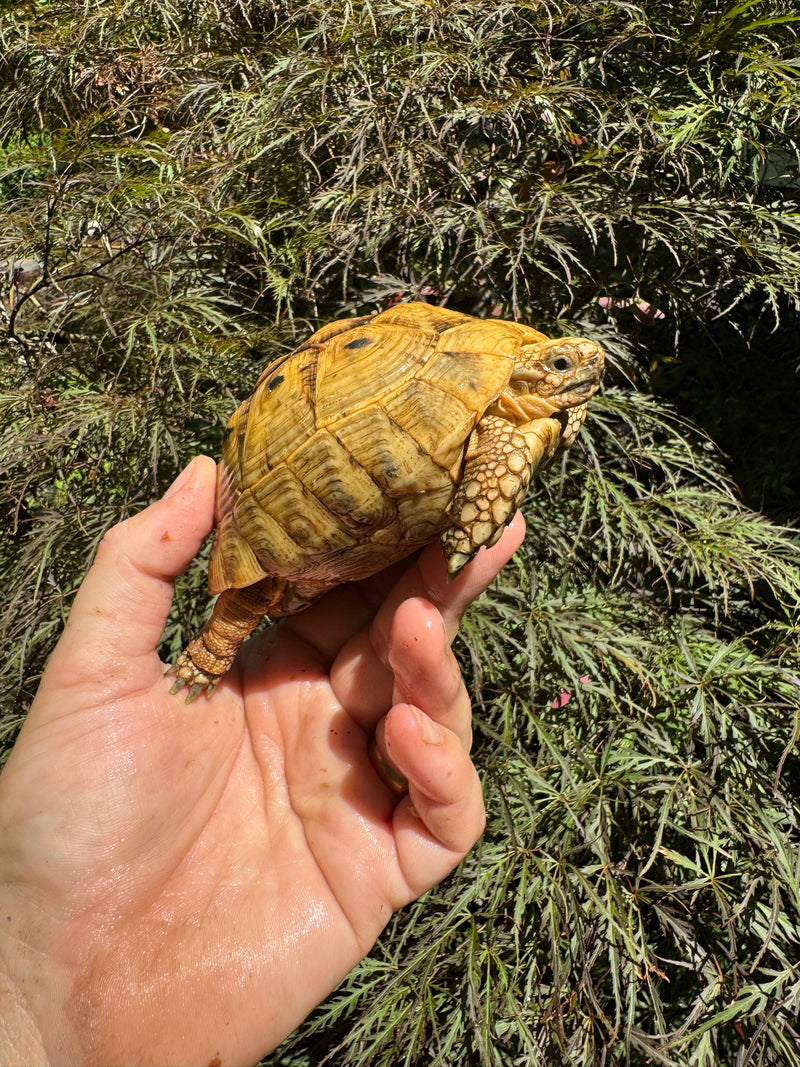 Syrian Golden Greek Tortoise Pair