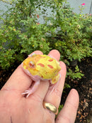 Mutant  Pacman Frog