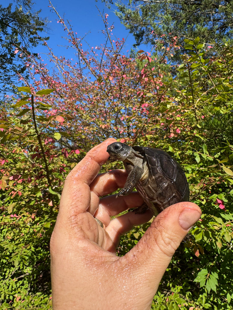 Aldabra Tortoise USA CB 2025