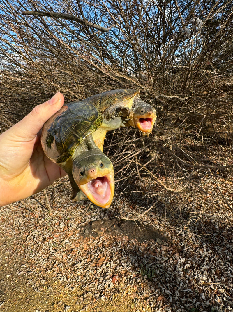 Vampire Musk Turtle Adult Pair