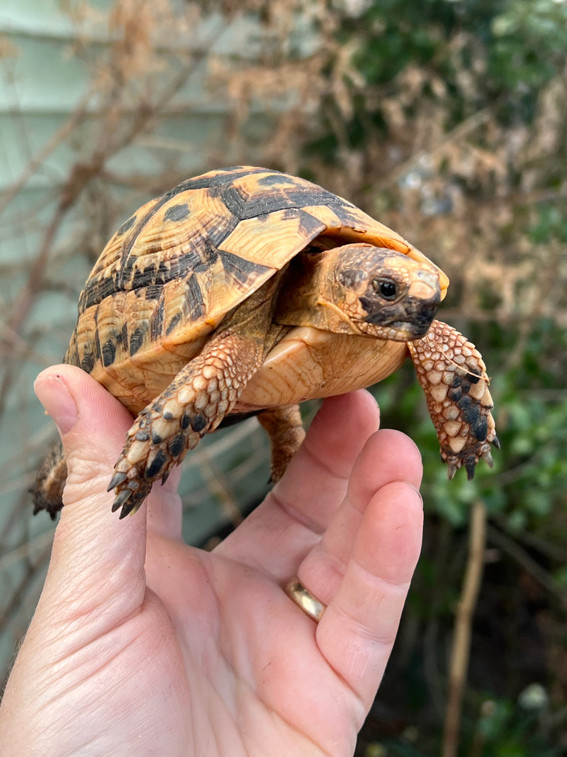 Jordanian Golden Greek Tortoise Male