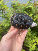 Ornate Diamondback Terrapin Male