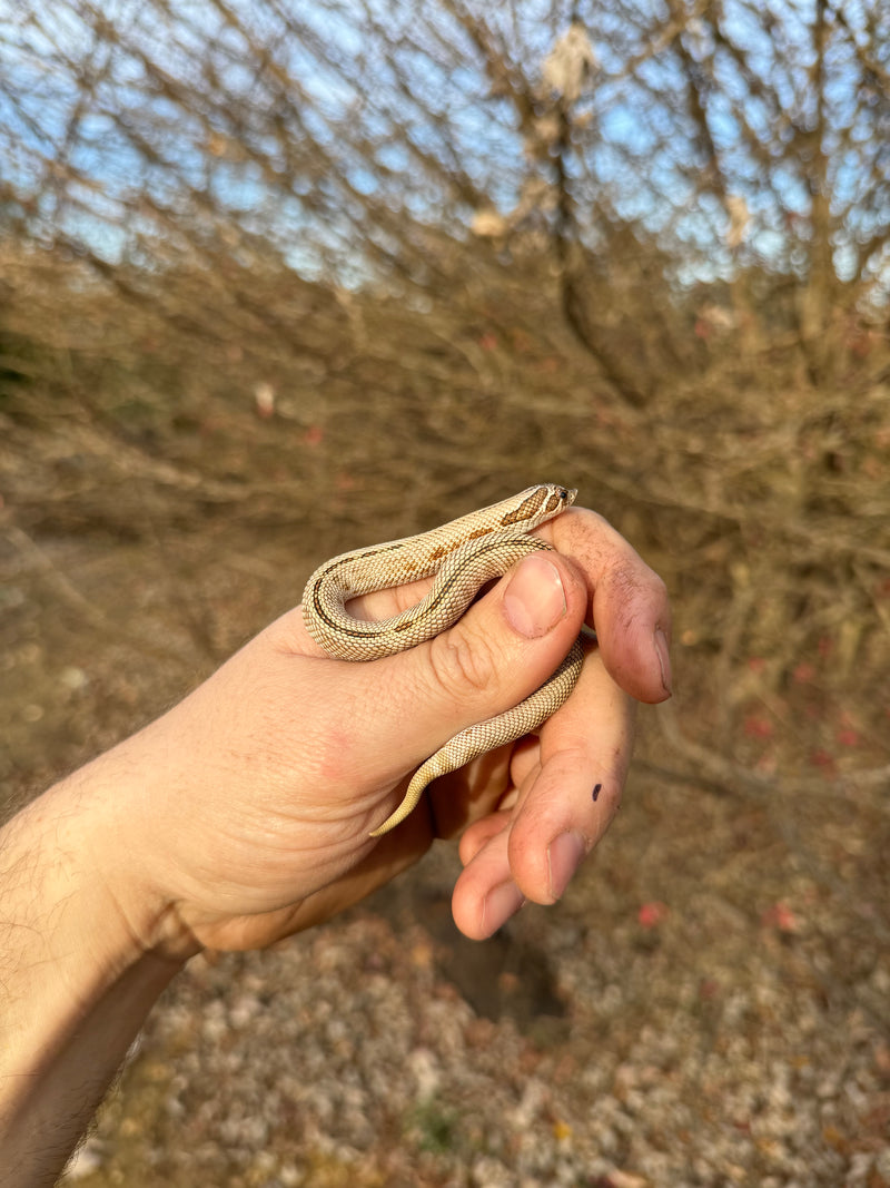 Superconda Western Hognose Snake Female