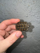 Hi White Concentric Diamondback Terrapin 2024