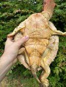 Hi Red Mata Mata Male