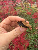 Hi Orange Vietnamese Black Breasted Leaf Turtle Baby 2025