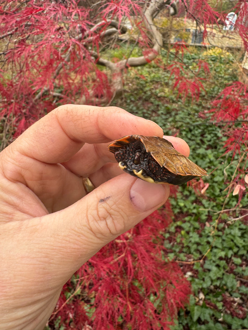Hi Orange Vietnamese Black Breasted Leaf Turtle Baby 2025