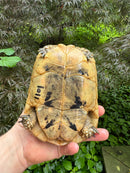 Libyan Greek Tortoise Adult Female
