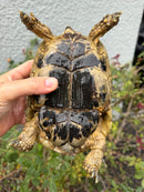 Mesopotamian Greek Tortoise Adult Female