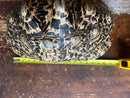 South African Giant Leopard Tortoise Adult Female