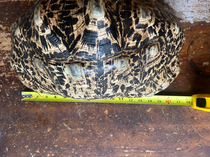 South African Giant Leopard Tortoise Adult Female