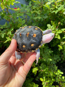 Ornate Diamondback Terrapin Female