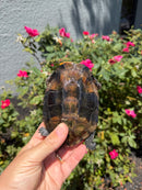 Twist-necked Turtle LTC Female