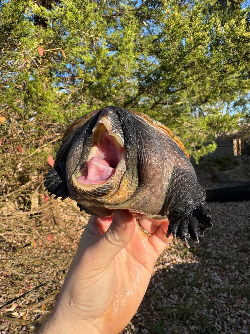 Vampire Musk Turtle Adult Pair