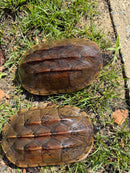 Mexican Giant Musk XXL Adult Pair