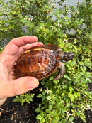 Spiny Hill Turtle CB 2025