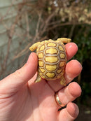 Leopard Tortoise 2024