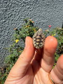 Pastel Clown Common Musk Turtle Baby 2026