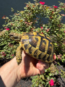Eastern Hermann's Tortoise Adult Female
