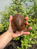 Flat Shell Turtle Juvenile Female 2025