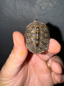 Hi White Concentric Diamondback Terrapin 2024
