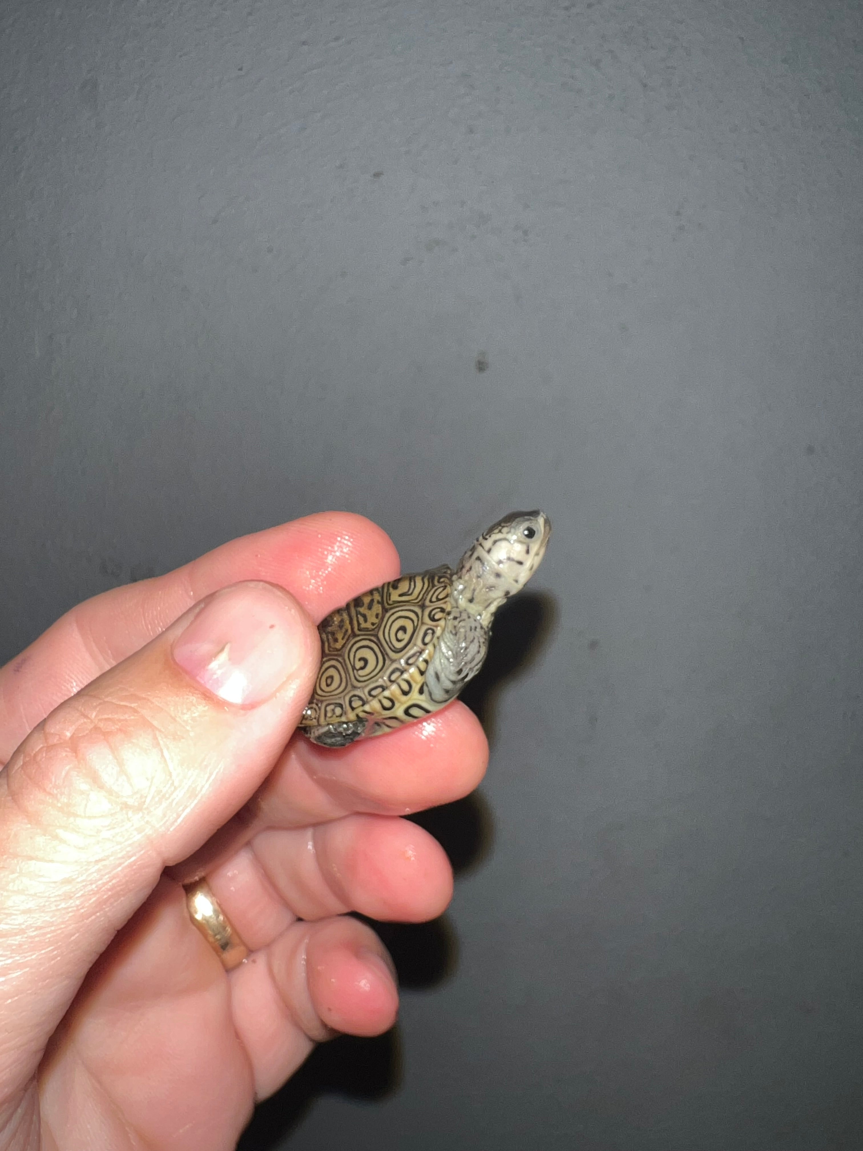 Concentric Diamondback Terrapin (Malaclemys terrapin) For Sale ...