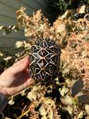 Sri Lankan Star Tortoise Female