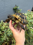 Eastern Hermann's Tortoise Adult Male