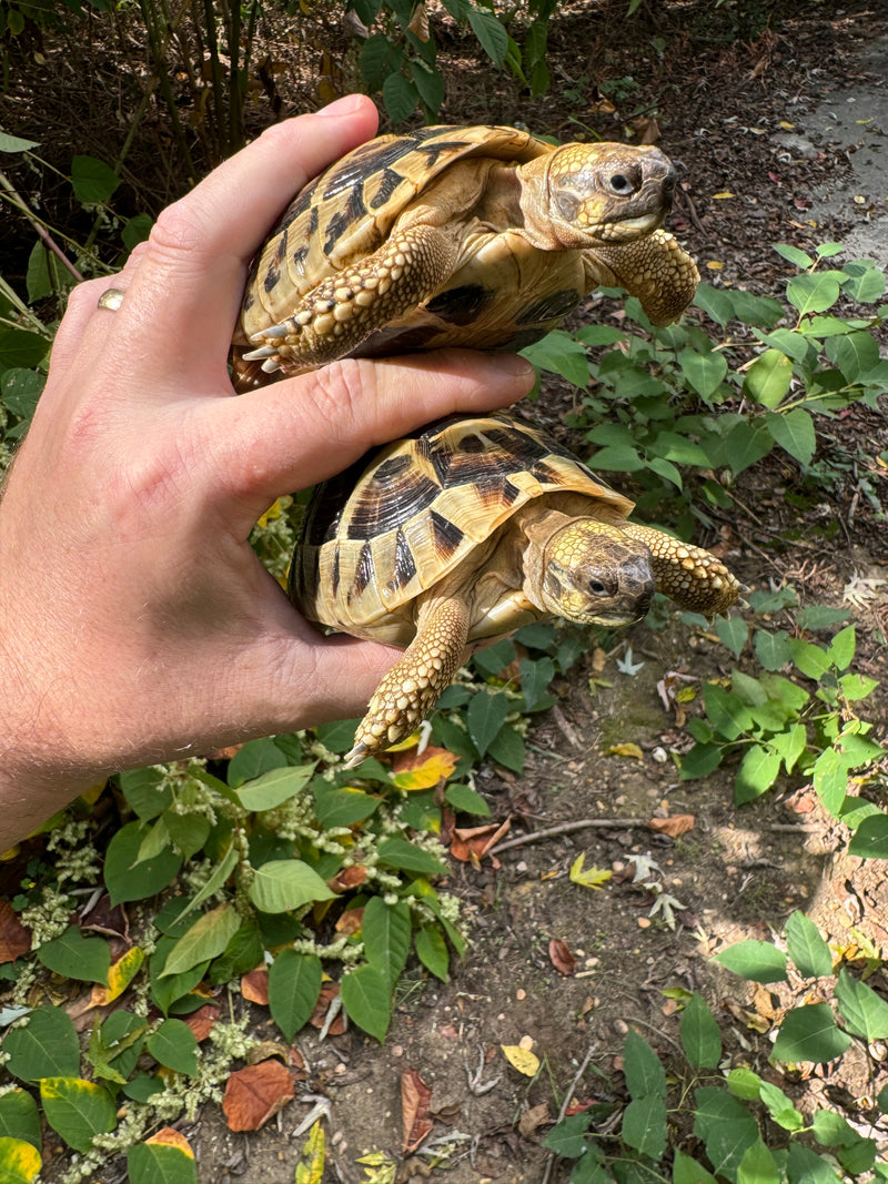 Eastern Hermann's Tortoise Pair