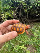 Hypo Cherrybomb Red Foot Tortoise Baby 2025