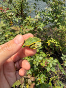 Pastel Picasso Red Eared Slider Turtle