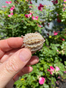 Albino Florida Snapping Turtle 2026