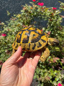Eastern Hermann's Tortoise Adult Female