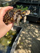 Florida Box Turtle Adult Male