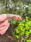 Broad-headed Skinks (Plestiodon laticeps)