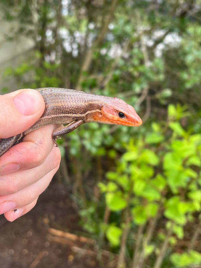 Broad-headed Skinks (Plestiodon laticeps)