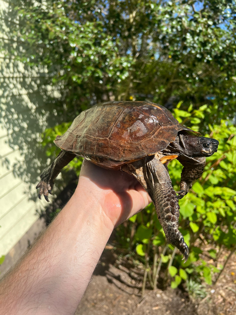 Spiny Hill Turtle Adult Male