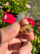 Hypomelanistic HOT PINK Razor backed Musk Turtle 2026