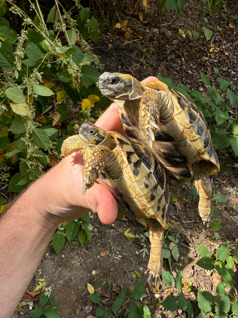 Eastern Hermann's Tortoise Pair