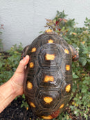 Red Foot Tortoise Adult Male