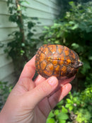 Gulf Coast Box Turtle 2021 Female