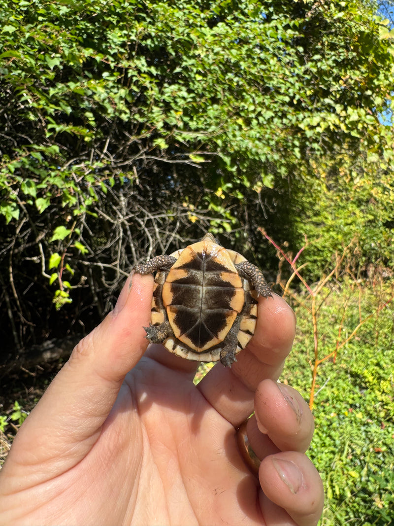 Hi Color Orange Baby Eastern Box Turtle