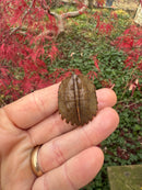 Hi Orange Vietnamese Black Breasted Leaf Turtle Baby 2025