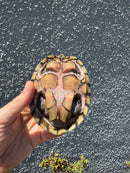 Razor backed Musk Turtle CB Adult Trio