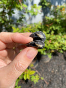 African Helmeted Turtle Babies (Pelomedusa subfra)