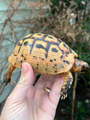 Jordanian Golden Greek Tortoise Female