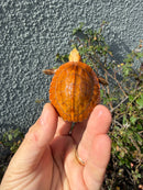 Bourret's Flowerback Box Turtle 2026
