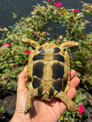Eastern Hermann's Tortoise Adult Female