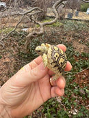 Hi White Leopard Tortoise 2026