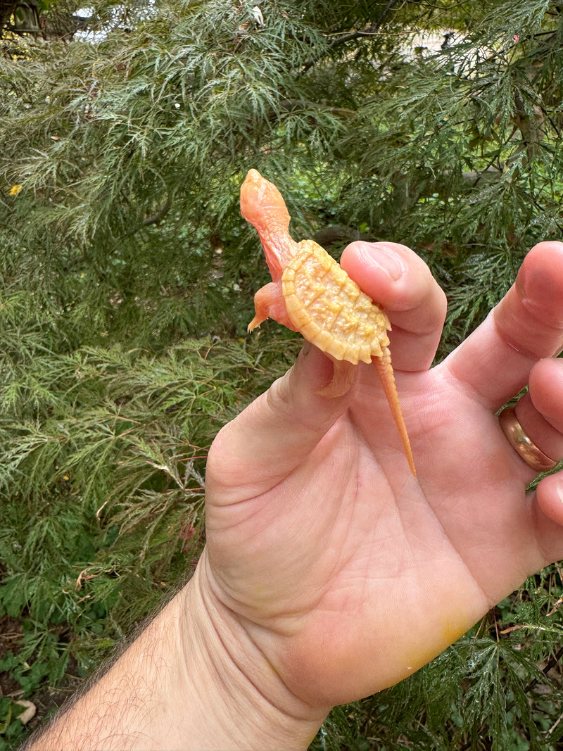 Baby Albino Common Snapping Turtle (No Eyes) (Chelydra serpentina)